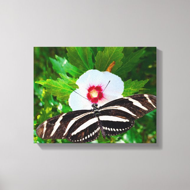 Zebra longwing butterfly on a Hibiscus Red Heart Canvas Print (Front)
