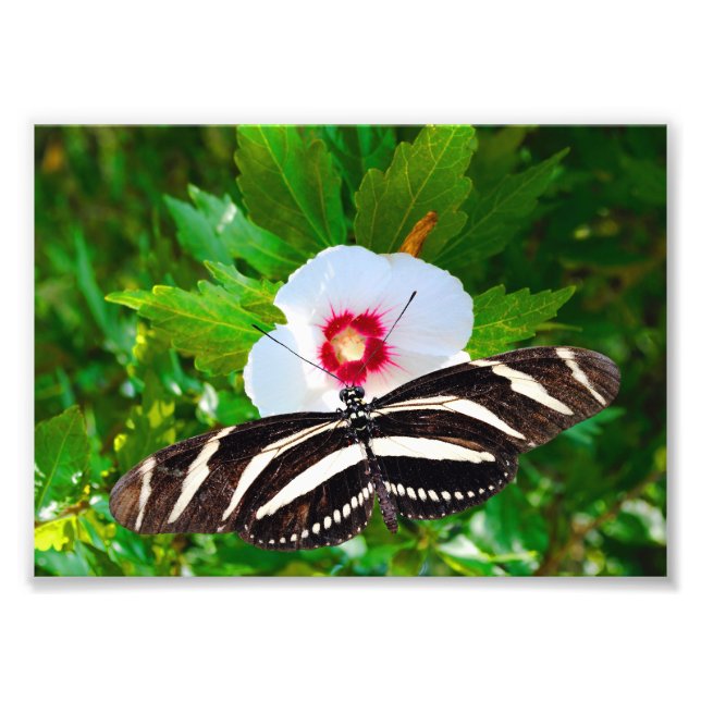 Zebra longwing butterfly on a Hibiscus Red Heart Photo Print (Front)