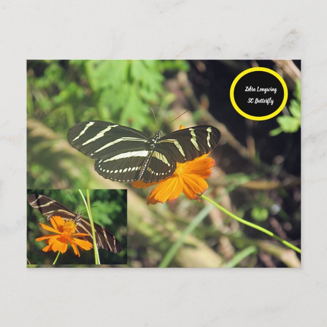 Zebra longwing Butterfly Postcard (Front)