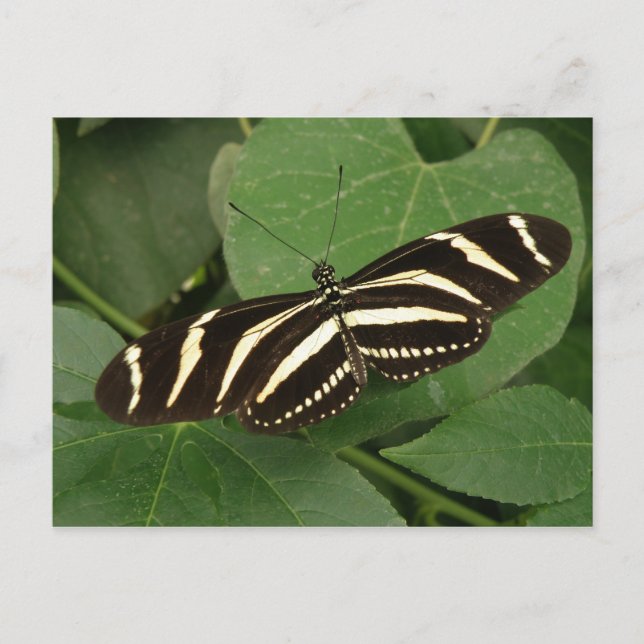 Zebra Longwing Butterfly Postcard (Front)