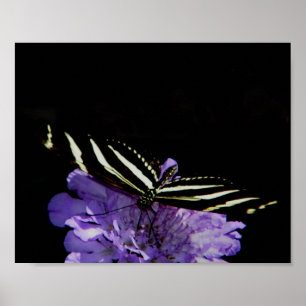 Zebra Longwing Butterfly Poster
