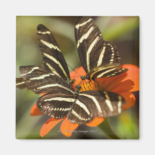 Zebra Longwing (heliconius charitonia) on flower Magnet