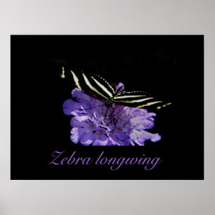 Zebra longwing print
