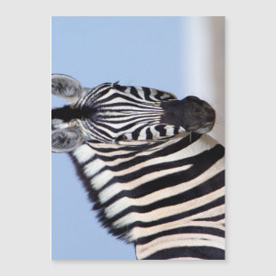 Zebra looking at you