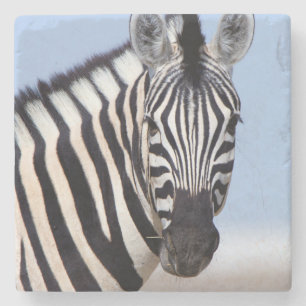 Zebra looking at you stone coaster