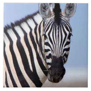 Zebra looking at you tile