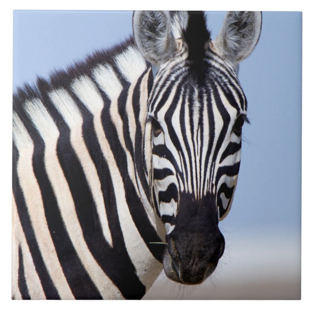 Zebra looking at you tile (Front)