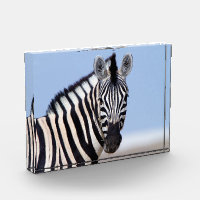 Zebra looking at you with blue sky photo