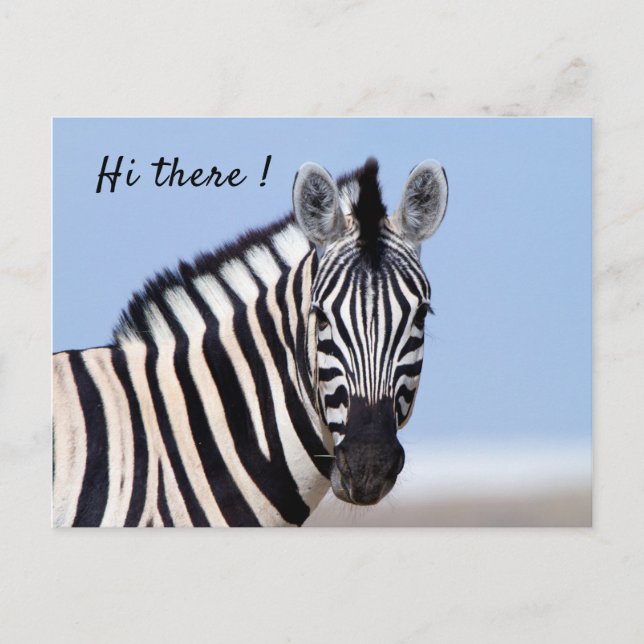 Zebra looking at you with blue sky photo text postcard (Front)