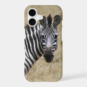 zebra looks