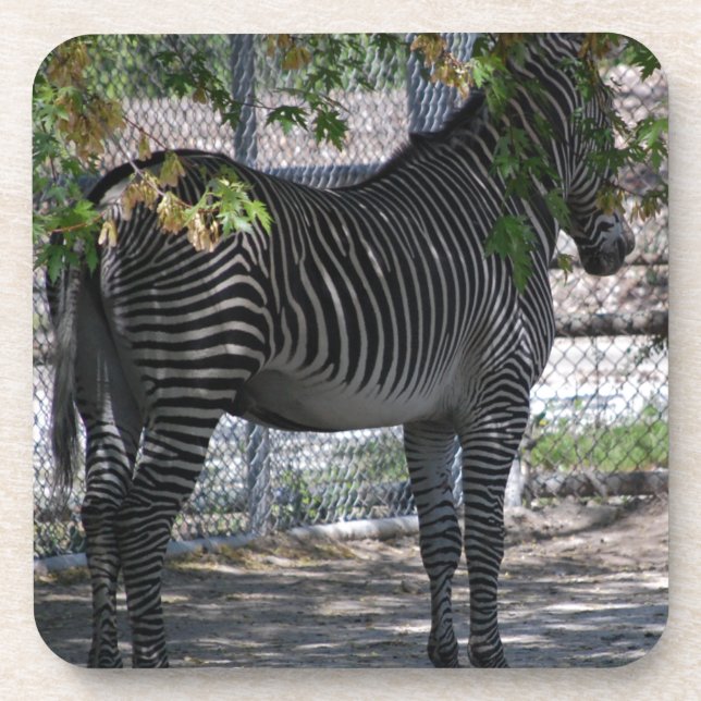 Zebra Love Coaster (Front)