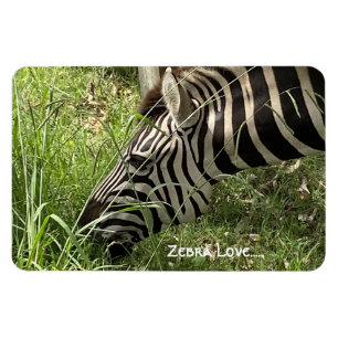 Zebra Love...Magnet Magnet
