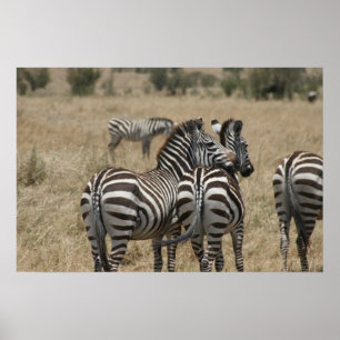 zebra love poster