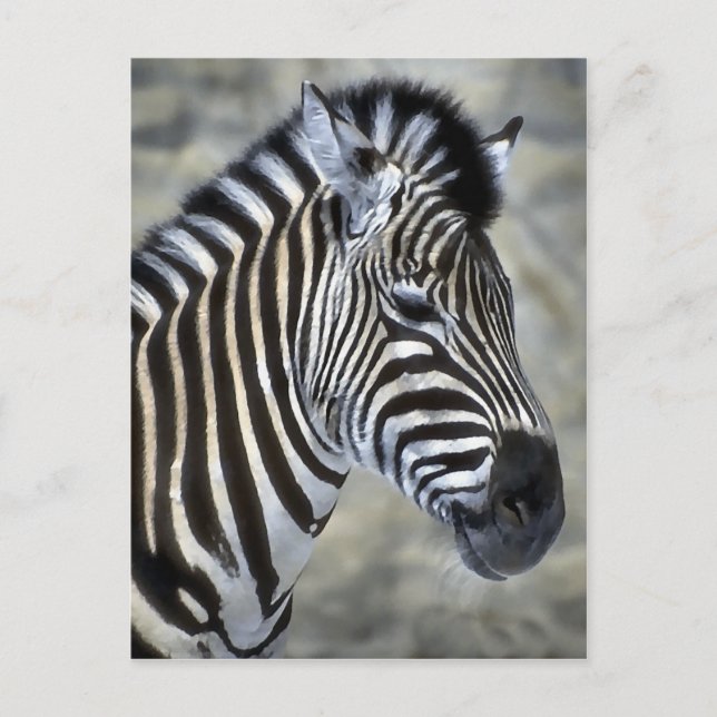 Zebra Lovers Art Gifts Postcard (Front)