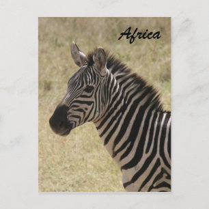 zebra maned postcard