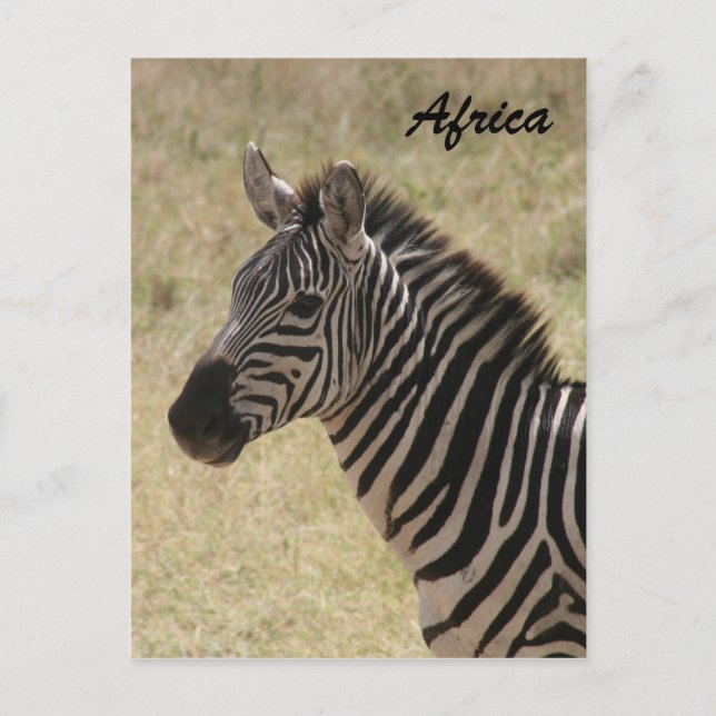 zebra maned postcard (Front)