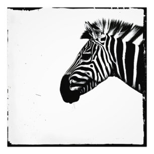 Zebra Monochromatic Minimalism Photo Print