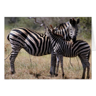 Zebra Mother and Foal