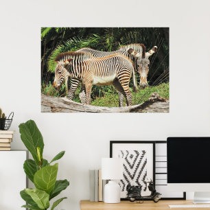 Zebra Mum & Foal 36 x 24 Photo Poster