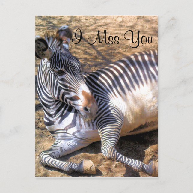 Zebra of love_ postcard (Front)