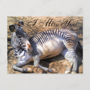 Zebra of love_ postcard