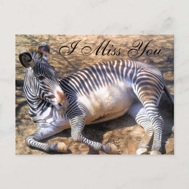 Zebra of love_ postcard (Front)