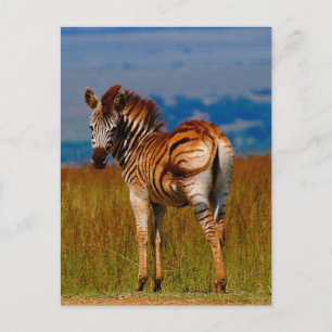 Zebra on the mountain postcard