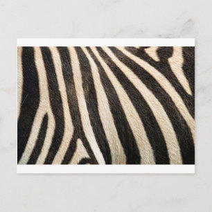 Zebra pattern postcard