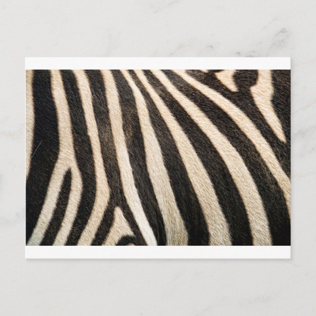 Zebra pattern postcard (Front)