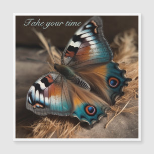 Zebra Peacock Butterfly Take Your Time