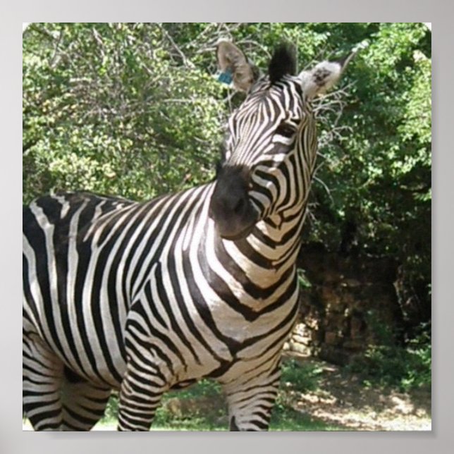 Zebra Photo Design Print (Front)
