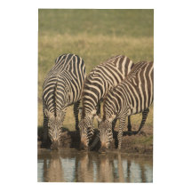 Zebra Photo in a Natural African Setting