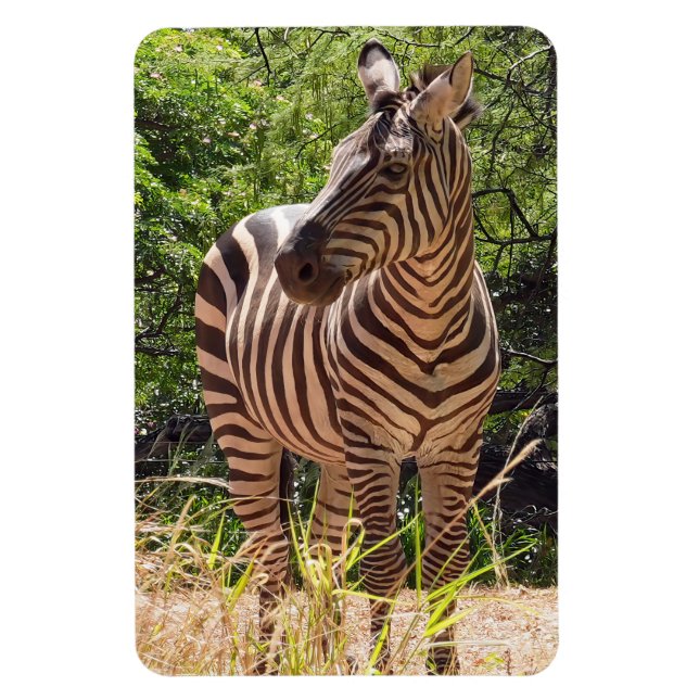 Zebra Photo Magnet (Vertical)
