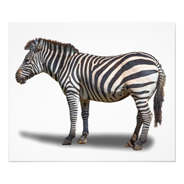 ZEBRA PHOTO PRINT (Front)
