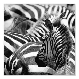 Zebra Photo Print