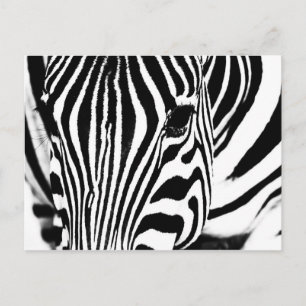 Zebra portrait black and white photo postcard