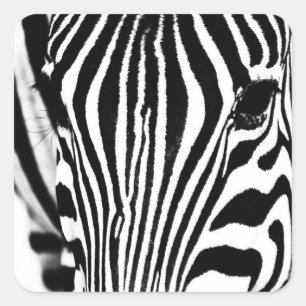 Zebra portrait black and white photo square sticker