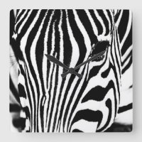Zebra portrait black and white