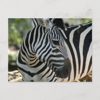 Zebra Pose Postcard