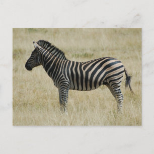 Zebra Postcard