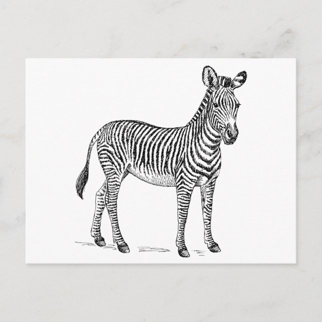 Zebra Postcard (Front)