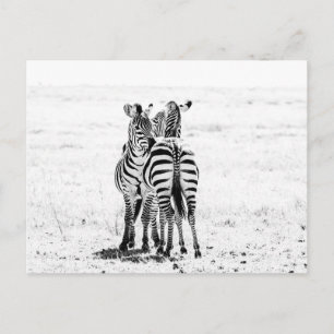 zebra postcard