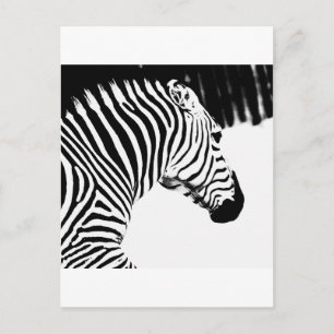 Zebra Postcard