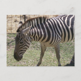 Zebra Postcard