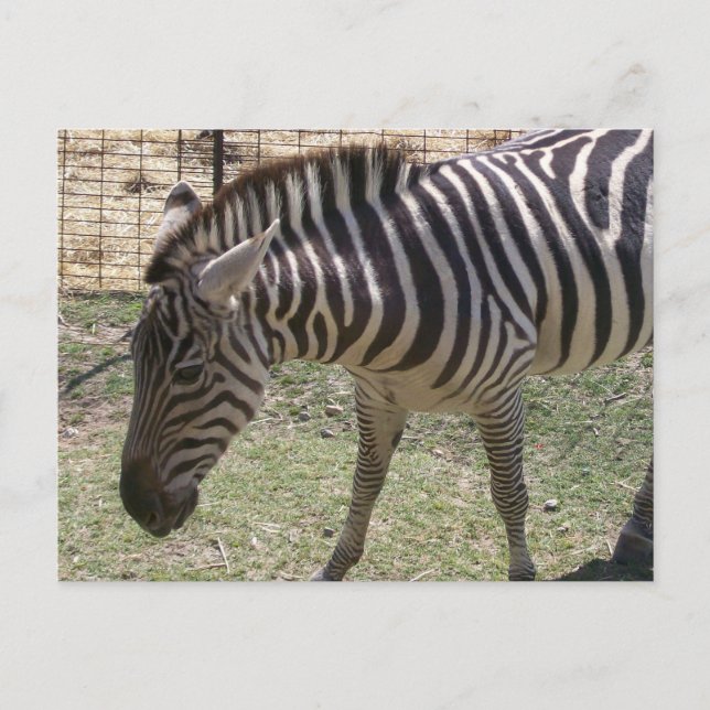 Zebra Postcard (Front)