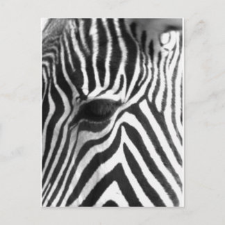 Zebra Postcard
