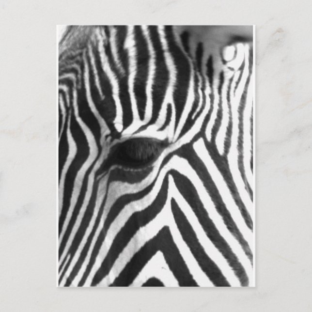 Zebra Postcard (Front)