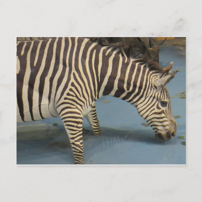 Zebra Postcard (Front)