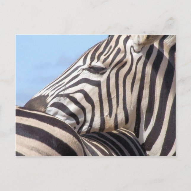 Zebra Postcard (Front)