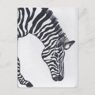 Zebra Postcard